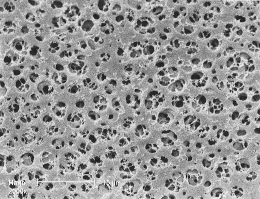 Membrane en acétate de cellulose Sartorius type 135